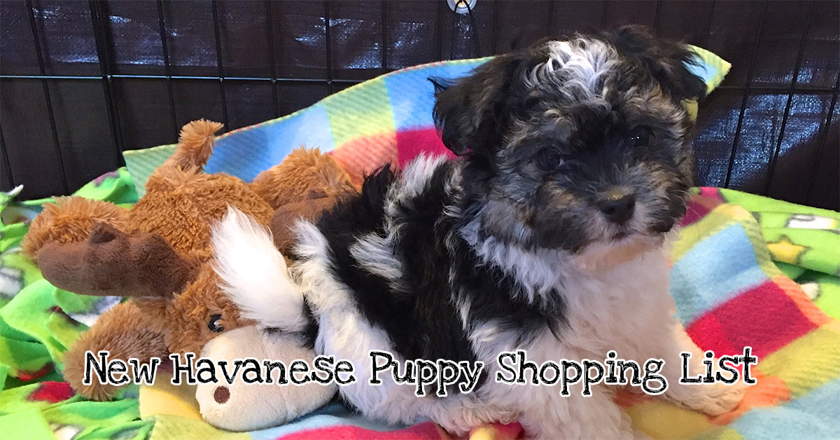 best clippers for havanese